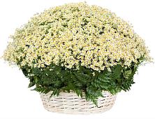 Цветочная композиция из Ромашки в корзине #REPLACE_PRED# Лычково